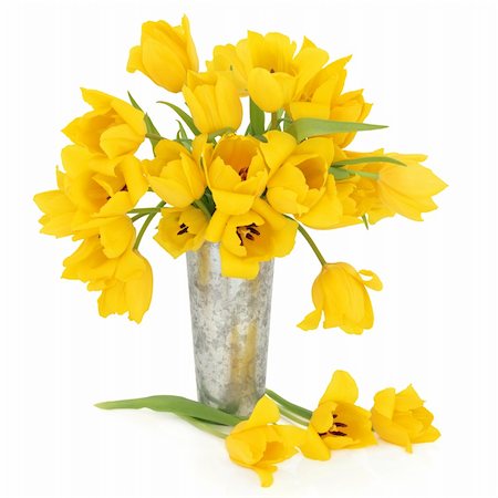 simsearch:400-06356460,k - Yellow tulip flowers in a metal vase and scattered over white background, perfect lover variety. Foto de stock - Super Valor sin royalties y Suscripción, Código: 400-06356456