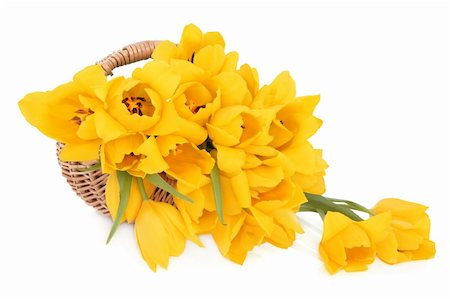 simsearch:400-06356460,k - Yellow tulip flowers in a wicker basket and loose over white background, perfect lover variety. Foto de stock - Super Valor sin royalties y Suscripción, Código: 400-06356457