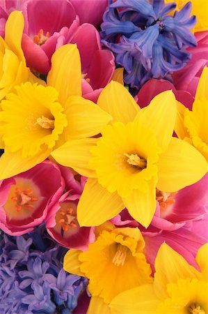 simsearch:400-06356460,k - Tulip, daffodil and hyacinth flower arrangement forming a background. Foto de stock - Super Valor sin royalties y Suscripción, Código: 400-06356465