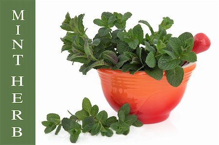 Mint herb leaf sprigs in a red mortar with pestle over white with title over green background. Stock Photo - Budget Royalty-Free & Subscription, Code: 400-06356466