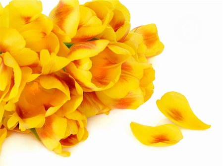 simsearch:400-06356460,k - Yellow and red tulip flower arrangement over white background. Selective focus. Foto de stock - Super Valor sin royalties y Suscripción, Código: 400-06356460
