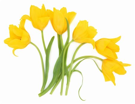 simsearch:400-06356460,k - Six yellow tulip flowers over white background, perfect lover variety. Foto de stock - Super Valor sin royalties y Suscripción, Código: 400-06356625