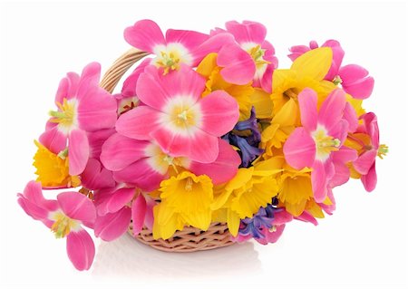 simsearch:400-06356460,k - Tulip, daffodil and hyacinth flower arrangement in a wicker basket over white background. Foto de stock - Super Valor sin royalties y Suscripción, Código: 400-06356631