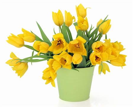 simsearch:400-06356460,k - Yellow tulip flowers in a green metal vase over white background, perfect lover variety. Foto de stock - Super Valor sin royalties y Suscripción, Código: 400-06356838