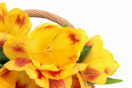 simsearch:400-06356460,k - Yellow and red tulip flower arrangement over white background. Selective focus. Foto de stock - Super Valor sin royalties y Suscripción, Código: 400-06356844