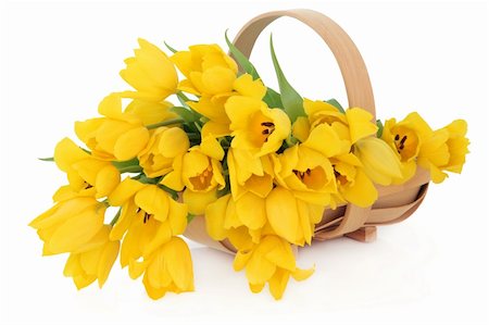 simsearch:400-06356460,k - Yellow tulip flowers in a wooden basket over white background, perfect lover variety. Foto de stock - Super Valor sin royalties y Suscripción, Código: 400-06356857