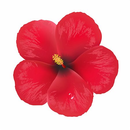 Hibiscus Flower, Isolated On White Background, Vector Illustration Stock Photo - Budget Royalty-Free & Subscription, Code: 400-06356943