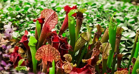 Nepenthes plants Stock Photo - Budget Royalty-Free & Subscription, Code: 400-06357586