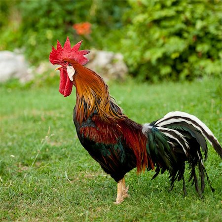 simsearch:400-04379900,k - Rooster singing - cock on a grass Stock Photo - Budget Royalty-Free & Subscription, Code: 400-06357596