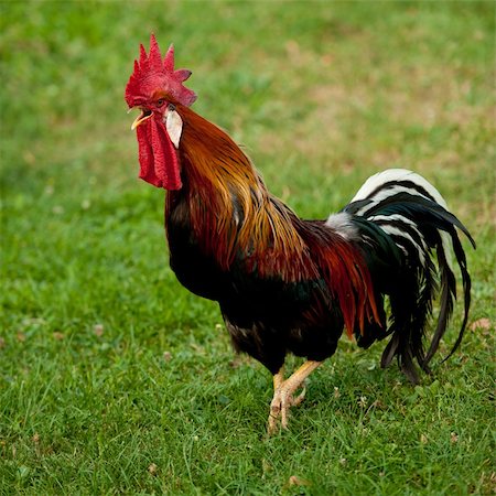 simsearch:400-04379900,k - Rooster singing - cock on a grass Stock Photo - Budget Royalty-Free & Subscription, Code: 400-06357597