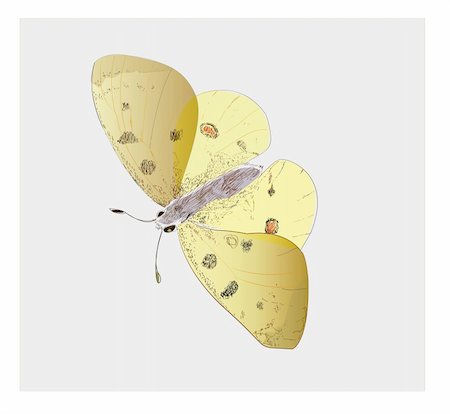 Butterfly, drawing ink vector, engraving,element Fotografie stock - Microstock e Abbonamento, Codice: 400-06358023