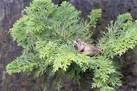 pacific tree frog - Pacific Tree Frog Closeup Macro on Arbor Vitae Tree Branch with Rock Background Stock Photo - Budget Royalty-Free & Subscription, Code: 400-06358346