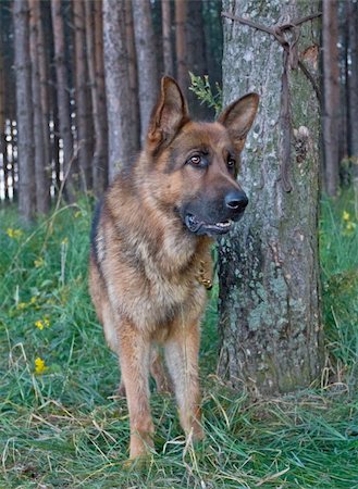 A dog tied to a tree on the leash, wait for his master Stock Photo - Budget Royalty-Free & Subscription, Code: 400-06358573