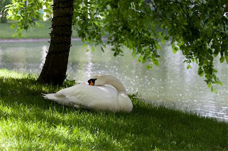 simsearch:400-04378279,k - Mute swan on grass under the tree Photographie de stock - Aubaine LD & Abonnement, Code: 400-06358608