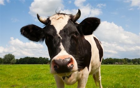 dairy cow grass - Dutch cow in the meadow Stock Photo - Budget Royalty-Free & Subscription, Code: 400-06358721