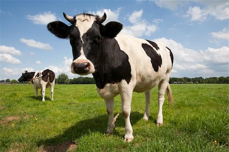 erikdegraaf (artist) - Dutch cows in the meadow Foto de stock - Super Valor sin royalties y Suscripción, Código: 400-06358722