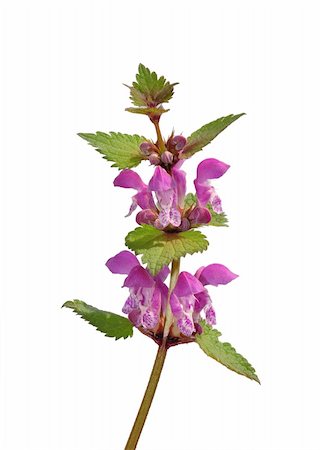 simsearch:400-06478338,k - Spotted Deadnettle (Lamium maculatum) Stock Photo - Budget Royalty-Free & Subscription, Code: 400-06358929