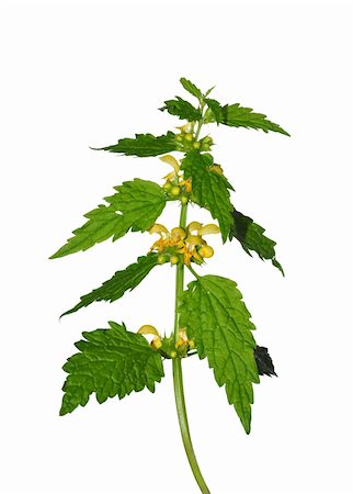 simsearch:400-06478338,k - Yellow archangel (Lamium montanum) Stock Photo - Budget Royalty-Free & Subscription, Code: 400-06358930