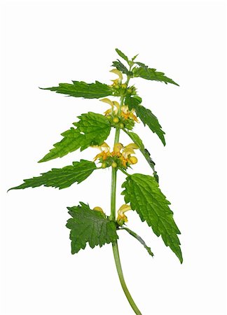 simsearch:400-06478338,k - Yellow archangel (Lamium montanum) Stock Photo - Budget Royalty-Free & Subscription, Code: 400-06358931