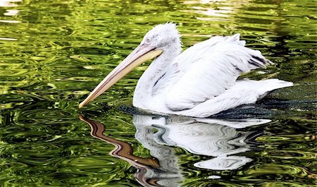 simsearch:400-05677181,k - the young Dalmatian pelican floating on water Photographie de stock - Aubaine LD & Abonnement, Code: 400-06358999