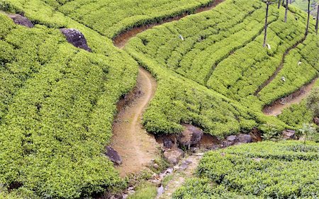 simsearch:400-06921179,k - Women picking tea leaves on tea plantations Fotografie stock - Microstock e Abbonamento, Codice: 400-06359001