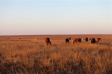 steppe horse - Herd of horses grazing in pasture Stock Photo - Budget Royalty-Free & Subscription, Code: 400-06359050