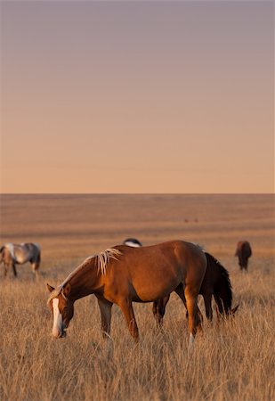 steppe horse - Horses grazing in evening pasture Stock Photo - Budget Royalty-Free & Subscription, Code: 400-06359051