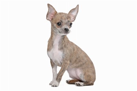 simsearch:400-05739783,k - Short haired chihuahua in front of a white background Photographie de stock - Aubaine LD & Abonnement, Code: 400-06359061