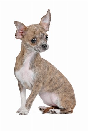 simsearch:400-05739783,k - Short haired chihuahua in front of a white background Photographie de stock - Aubaine LD & Abonnement, Code: 400-06359062