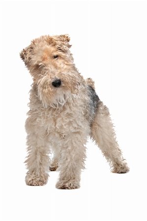 simsearch:400-05739783,k - Wire fox terrier in front of a white background Photographie de stock - Aubaine LD & Abonnement, Code: 400-06359063