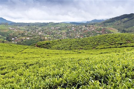 simsearch:400-06921179,k - The countryside with tea plants and vegetable gardens Fotografie stock - Microstock e Abbonamento, Codice: 400-06359310