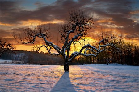fruit tree silhouette - Bare tree in winter on colorful evening sky Stock Photo - Budget Royalty-Free & Subscription, Code: 400-06359480