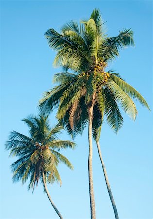 simsearch:400-06073565,k - Palm trees at the coast on a clear sunny day Foto de stock - Super Valor sin royalties y Suscripción, Código: 400-06359642