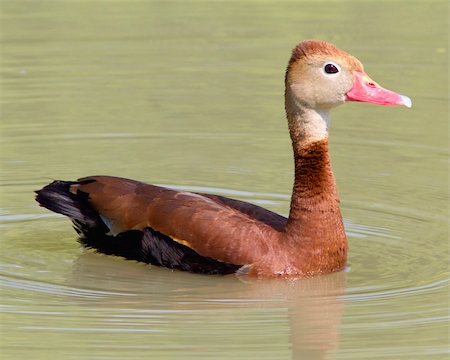 Black-bellied Whistling Duck (Dendrocygna autumnalis) swimming on a small pond near Uvalde (Uvalde County) in South Texas Stock Photo - Budget Royalty-Free & Subscription, Code: 400-06364015