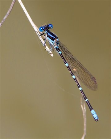 Male Blue-ringed Dancer Damselfly (Argia sedula) perched on the end of woody vegetation on a pond outside of Uvalde (Uvalde County), Texas, USA Stock Photo - Budget Royalty-Free & Subscription, Code: 400-06364016