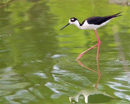 Adult Black-necked Stilt (Himantopus mexicanus), exploring a shallow wetland for food near San Antonio (Bexar County), Texas Stock Photo - Budget Royalty-Free & Subscription, Code: 400-06364017