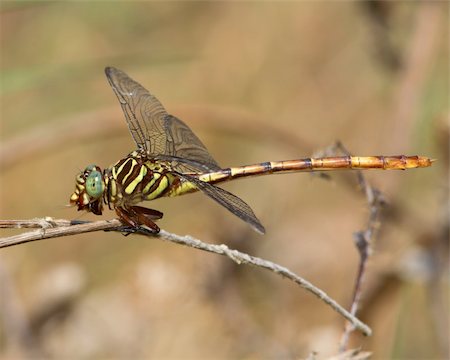 Broad-striped Forceptail Dragonfly (Aphylla angustifolia) perched on woody vegetation near Austin (Travis County), Texas, USA Stock Photo - Budget Royalty-Free & Subscription, Code: 400-06364019