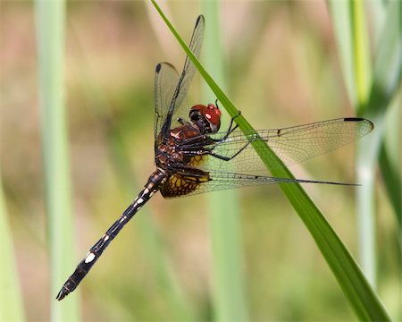 Checkered Setwing Dragonfly (Dythemis fugax) perched on green vegetation near the shore of a small lake outside of Junction (Kimble County), Texas Stock Photo - Budget Royalty-Free & Subscription, Code: 400-06364020