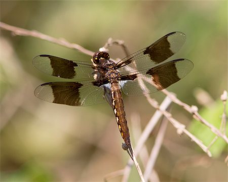 Female Common Whitetail Dragonfly (Plathemis lydia) perched on woody vegetation in a meadow near Austin (Travis County), Texas Stock Photo - Budget Royalty-Free & Subscription, Code: 400-06364021