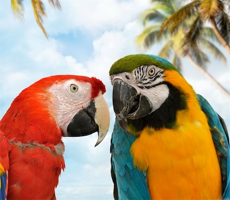 Two Colorful Parrots ,Close Up Foto de stock - Super Valor sin royalties y Suscripción, Código: 400-06364044