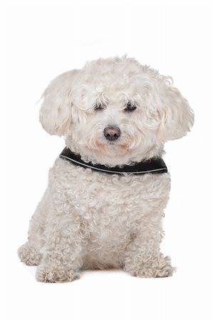 simsearch:400-06364127,k - Maltese dog in front of a white background Fotografie stock - Microstock e Abbonamento, Codice: 400-06364126