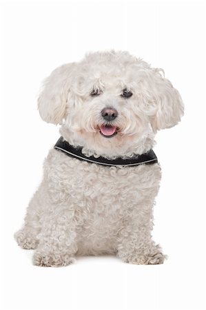 simsearch:400-05732957,k - Maltese dog in front of a white background Foto de stock - Royalty-Free Super Valor e Assinatura, Número: 400-06364127