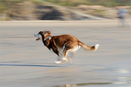 simsearch:400-06643414,k - Motion blur photo of dog running fast Foto de stock - Super Valor sin royalties y Suscripción, Código: 400-06364470