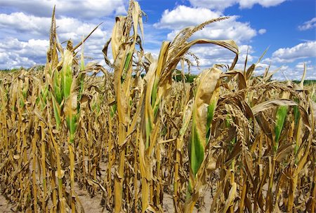 Poorly developed cornstalks show the effects of prolonged hot, dry weather on a farm in southern Wisconsin. Fotografie stock - Microstock e Abbonamento, Codice: 400-06364782