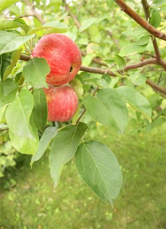 simsearch:400-07513164,k - Ripe red apples. Summer time Stockbilder - Microstock & Abonnement, Bildnummer: 400-06364801