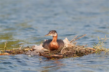 A Red-necked Grebe (Podiceps grisegena) sits on its nest in Lake Ontario. Stock Photo - Budget Royalty-Free & Subscription, Code: 400-06364953