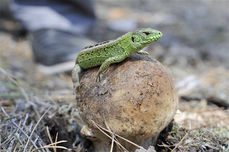 Lizard and a big white mushroom Stock Photo - Budget Royalty-Free & Subscription, Code: 400-06364968