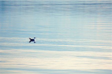 play fight - Gull on the surface of the northern lakes. sunset Foto de stock - Super Valor sin royalties y Suscripción, Código: 400-06365201