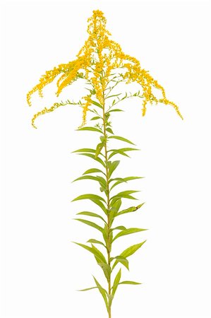 big flower golden rod (Solidago canadensis) on white Foto de stock - Royalty-Free Super Valor e Assinatura, Número: 400-06365426