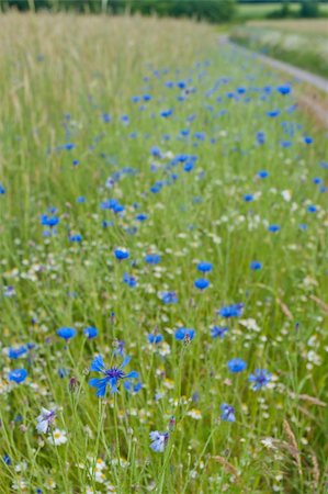 blue cornflowers next to a wheat field Foto de stock - Royalty-Free Super Valor e Assinatura, Número: 400-06365459